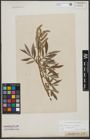 Foto von Salix triandra L. x Salix viminalis L.